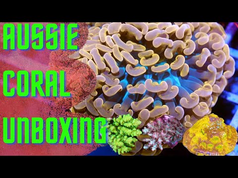 Coral Unboxing - Aussie torch, hammer, SPS and more!