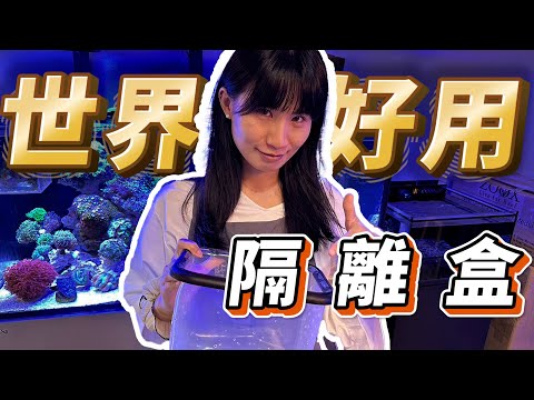 【藍箱水族】世界最好用的隔離盒！沒有之一！The best quarantine fish box Silicon made!!!!