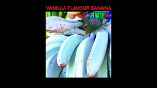 Vanilla Bananas #youtubeshorts #facts #shorts #viral