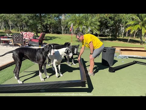 Funny Nosy Helpful Great Dane Pack Supervises The Dads' DIY Pergola Assembly