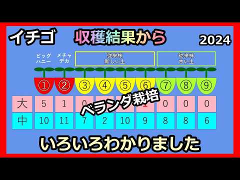 【ベランダdeイチゴ栽培 】⑪2024収穫結果 新大粒苗を植えてわかったこと