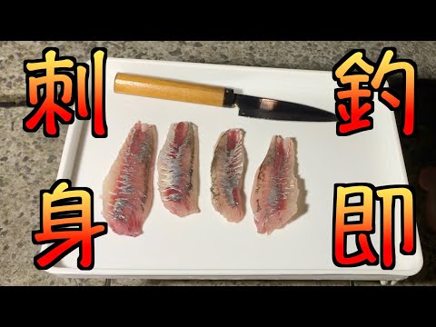 【離島泊まり企画】アジングで釣ったアジをそのまま刺身に！？