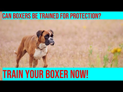 Train Your Boxer for Protection: What to Know Before You Start