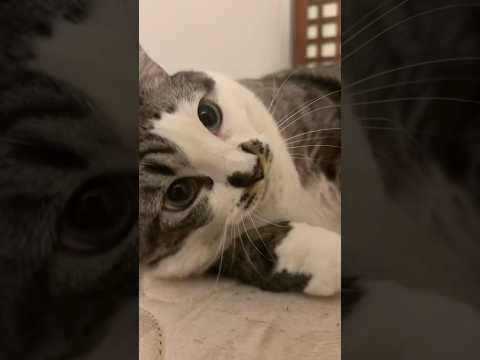 Cat noises 🐈 #shortvideo #youtubeshorts #tiktok #tiktokvideo #cat #cats #kitty #pets #catnoise #pets