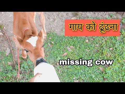 राजस्थान में हमारी cow 🐮 गुम हो गई