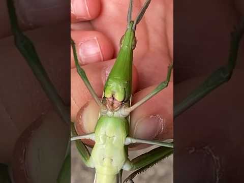 ３歳女の子のバッタの愛で方 #昆虫 #虫#バッタ #カマキリ  #子供 #年子育児