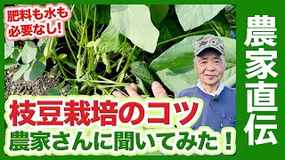 家庭菜園でダントツ人気夏野菜！エダマメ栽培大成功の秘訣を紹介！枝豆の水やりや肥料の与え方・追肥について解説！【農家直伝】