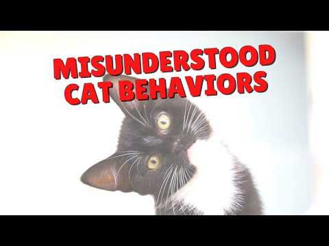 Top Misunderstood Cat Behaviors | Two Crazy Cat Ladies