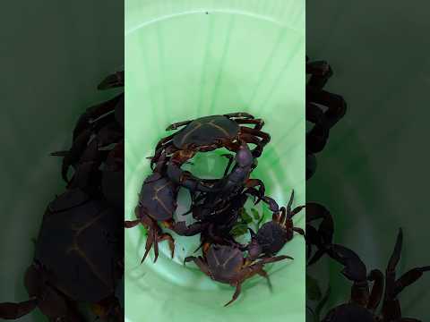 श्रावण संपला💃💃Abhi to party shuru hui hai 🥳#vloggerpriti #youtubeshorts #श्रावणसंपला #crab #food