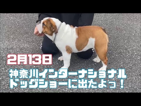 【ブルドッグ】神奈川インターナショナルドッグショーに出ました！#527