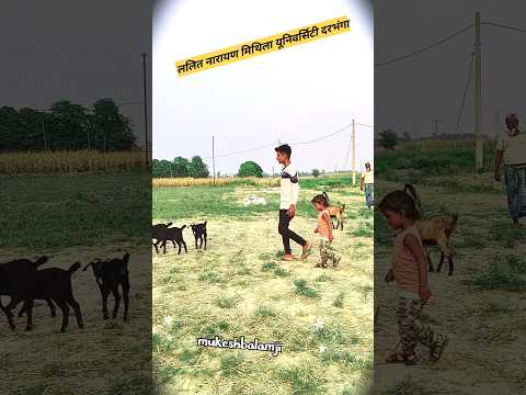 B.A karke बकरी charabat... #viral video @mukeshbalamji499