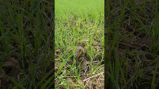 vardan gehu 12 day #farming #gehu #khetibadi #trending #trendingshorts