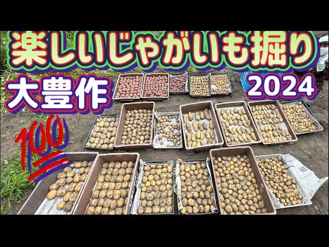 【じゃがいも収穫編】驚きの数量と大きさに大満足！100個の種イモに1,200個のジャガイモが