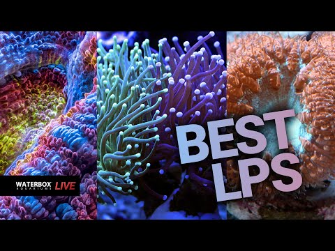 Best LPS corals for your saltwater aquarium.  Episode #196