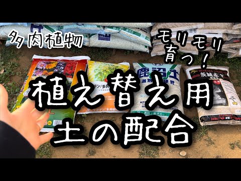 【多肉植物】多肉が元気にモリモリ育つ土を紹介します！