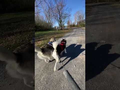 Sojou and Dotty Scooter Run #sleddogs #workingdogs #dogsports