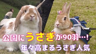 公園にうさぎが90羽…！保険の契約数は6年で8倍にまで急増 年々高まるウサギ人気の理由は【N6特集】