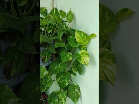 money plant tips 🌱 | ,#moneyplant #letsgardenup #shorts #caretips