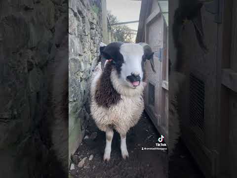 This little guy 🐏 loves his broccoli 🥦 stalks 😍#sheep #farming #broccoli