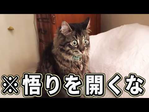 【2ch動物スレおもしろ猫50連発！】ツッコミどころ満載な猫のおもしろ動画集！パート7（鳴き声、子猫、かわいい）