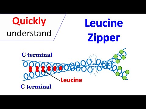 Leucine zipper motif