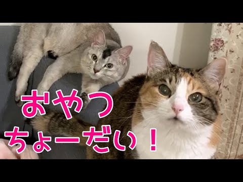 【猫のおやつ】ママの手作り！関西弁おしゃべりペット