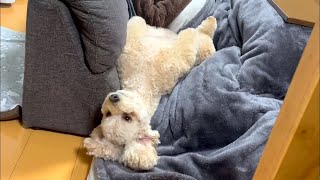 ズボラすぎる大きいトイプードル【デカプー】【トイプードルのロアくん】【toy poodle】