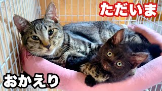 【感動の再会】子猫を可愛がっていた先住猫が大喜び‼︎