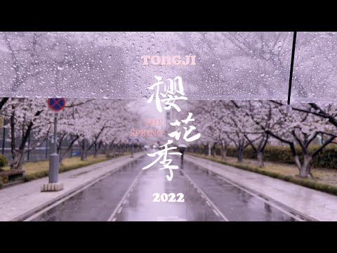 🌸TONGJI University SAKURA 2022 | 同济大学限定樱花季