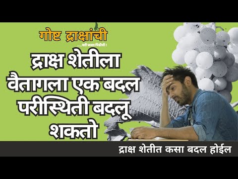 द्राक्षात कोणता बदल परीस्थिती बदलू शकतो | द्राक्ष शेती बागाइतदार  कसा  वैतागला