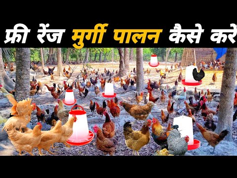 फ्री रेंज मुर्गी पालन कैसे करें | Free range chicken farming | open murgi farm