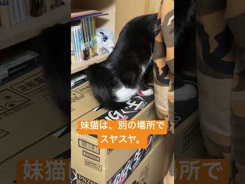 喧嘩した２匹のその後は⁈ #高評価 #ショート #にゃー #にゃん #ねこ動画