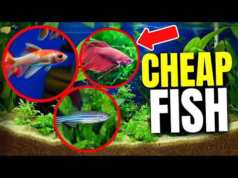 The 10 Cheapest Fish That Look EXPENSIVE