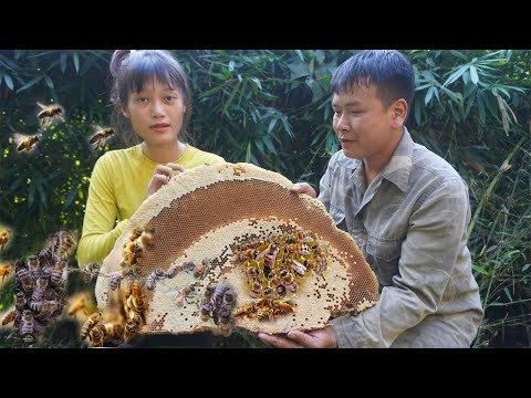 Brave young girl Harvesting honeycomb in the forest -  How to get honey, shock about giant bee swarm