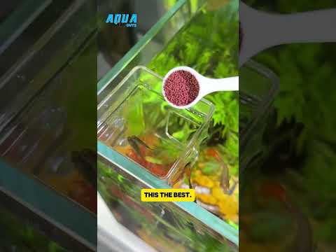 Using a Feeding Box for My Fish Tank 🐟🍽️#fish #fishtank #aquascape #aqualayout #feedingbox #foryou