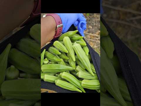 Fresh Okra Harvest