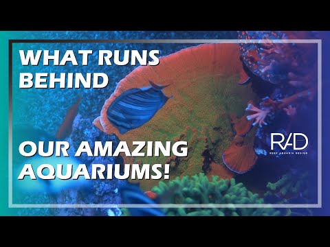 IT'S AMAZING TO SEE HOW DELTEC PRODUCTS HELP US MAINTAIN OUR BELOVED AQUARIUMS | REEF AQUARIA DESIGN