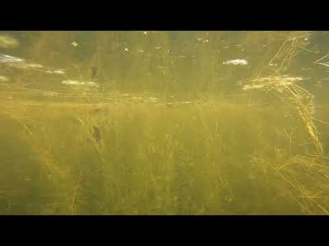 Amazing Underwater videos of my pond 2021 🐟