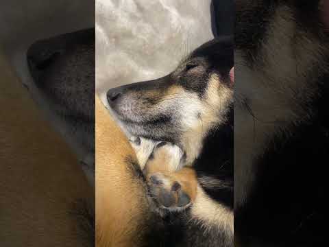 眠そうな犬