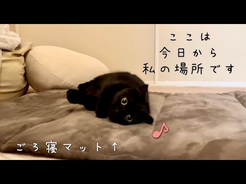 大掃除した後の部屋が快適すぎた黒猫｜お気に入りのごろ寝マット