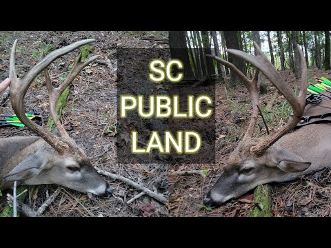 Deer Hunting South Carolina 2023 | Ep. 1 | PUBLIC LAND | Bowhunting  |  #deerhunting