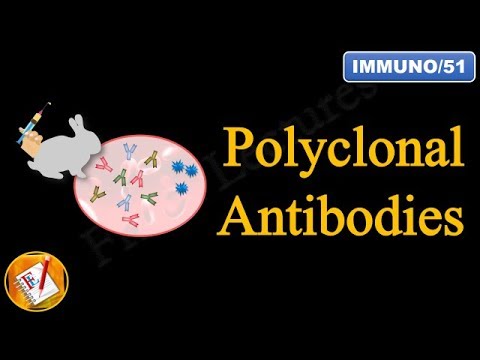 Polyclonal Antibodies (FL-Immuno/51)