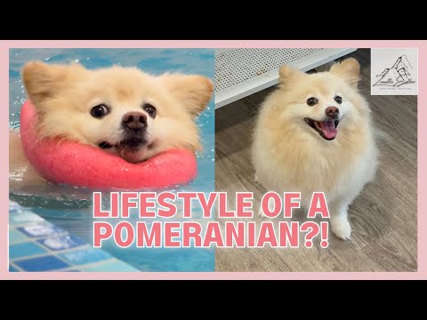 How To Pomeranian Dog Life | 怎么过个博美犬的生活 [Vlog #06]