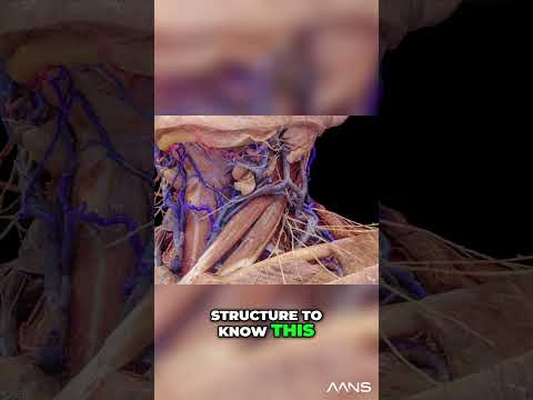 Unlocking Neck Anatomy: Understanding the Anterior and Posterior Triangles