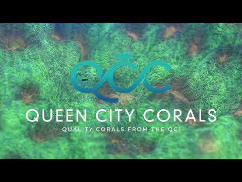 Visit Queen City Corals