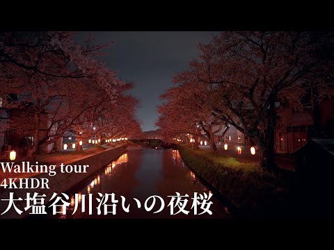 Cherry blossoms at night along the Oshio Valley River Japan 4KHDR 大塩谷川沿いの夜桜 福井県越前市