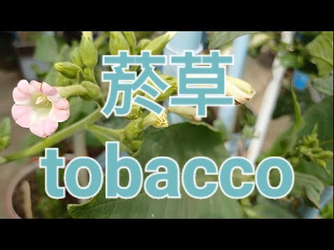 菸草 Tobacco