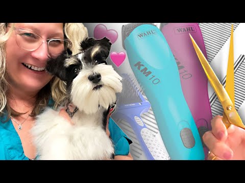 Miniature Schnauzer a Perfect Haircut: Unleash Your Dog Grooming Skills: Grooming with Love ❤️