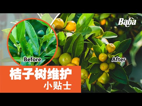 【植物养护】盆栽桔子树想要长更茂盛？结更多果？只需牢记这5个桔子树养护小妙招，天天都有硕大的果实吃 | 桔子树种植