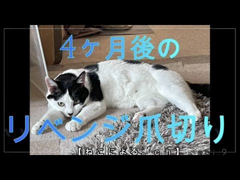 【ねこによる。ｃｈ】4か月後のリベンジ爪切り ＃猫飼い初心者 ＃保護猫 ＃野良猫 ＃爪切り